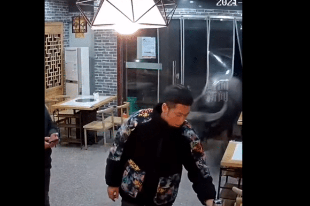 Foto: Youtube/ @ 封面新闻 | VIDEO: Búfalo irrumpe en restaurante y embiste a dueño