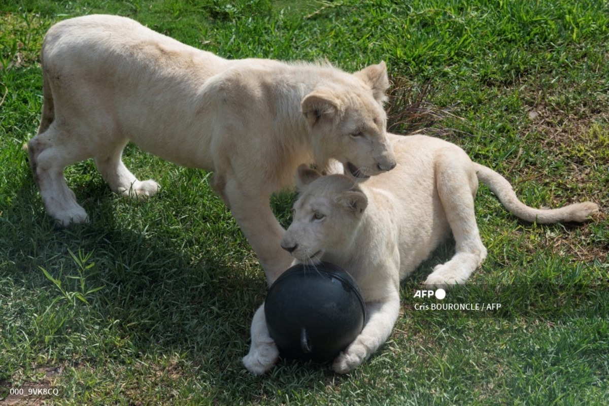 Zoológico de Perú exhibe a dos leones blancos nacidos en México