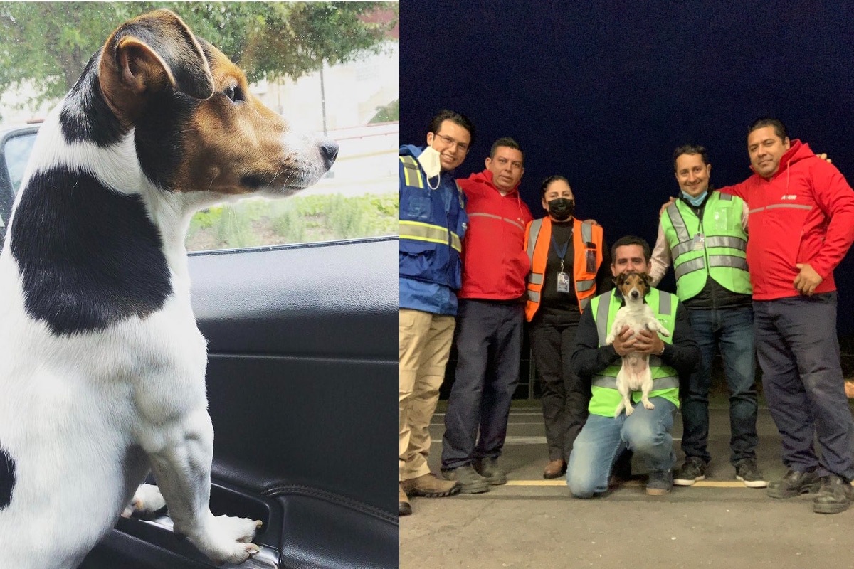 Foto: especial | El perrito fue extraviado previo a un vuelo de Veracruz a Monterrey.