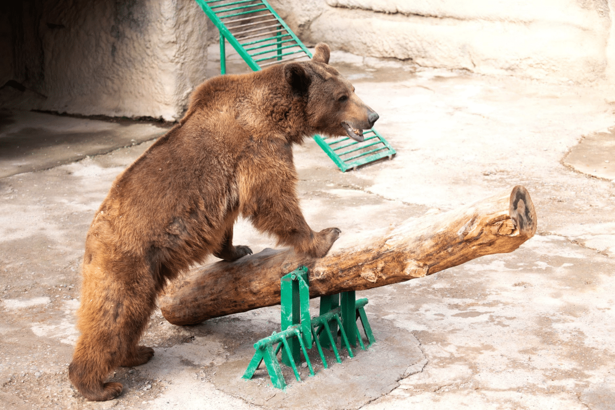 Foto: Aleksandr Judro/Facebook@tashkent.zoo.official | El oso pordo se acercó a la niña, la olfeateo y, tras unos instantes, se alejó; la niña logró salir ilesa