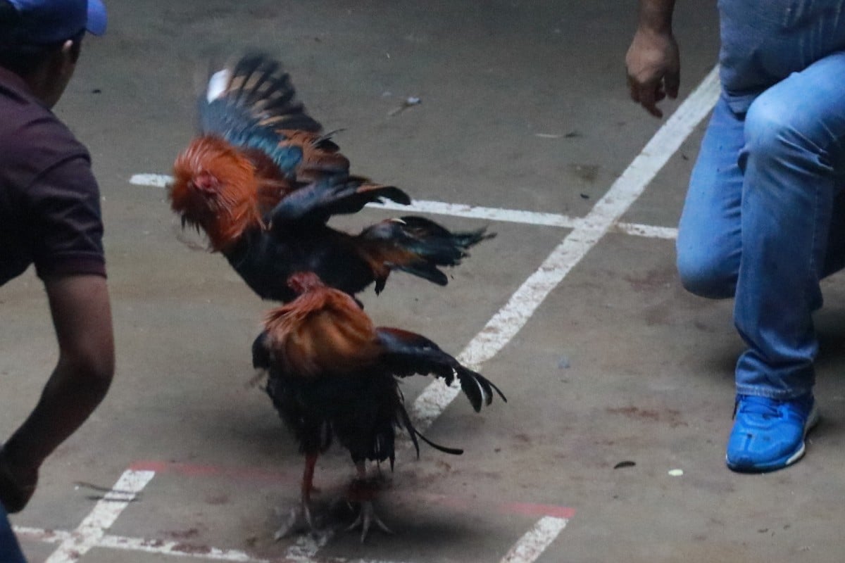 Riña en pelea de gallos deja un muerto y 4 heridos en Iztapalapa
