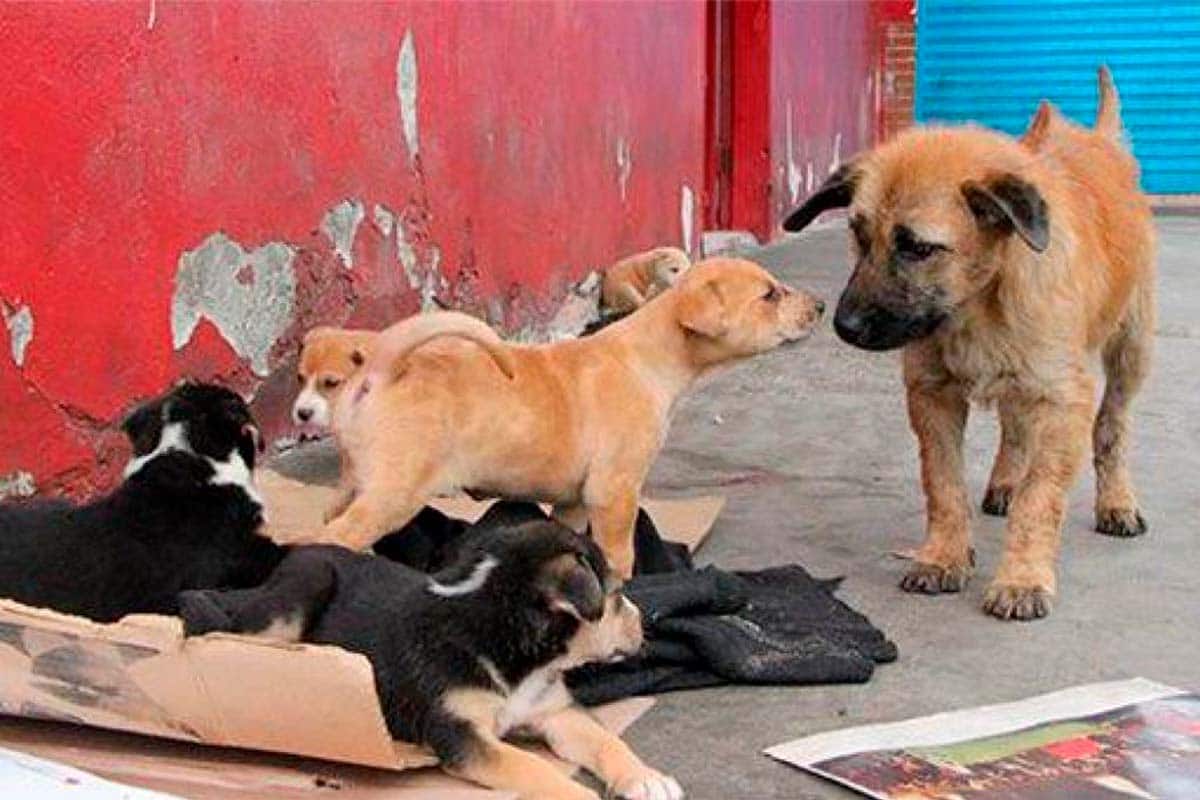 Realizarán ‘captura’ de perros para ser sacrificados; activistas se inconforman