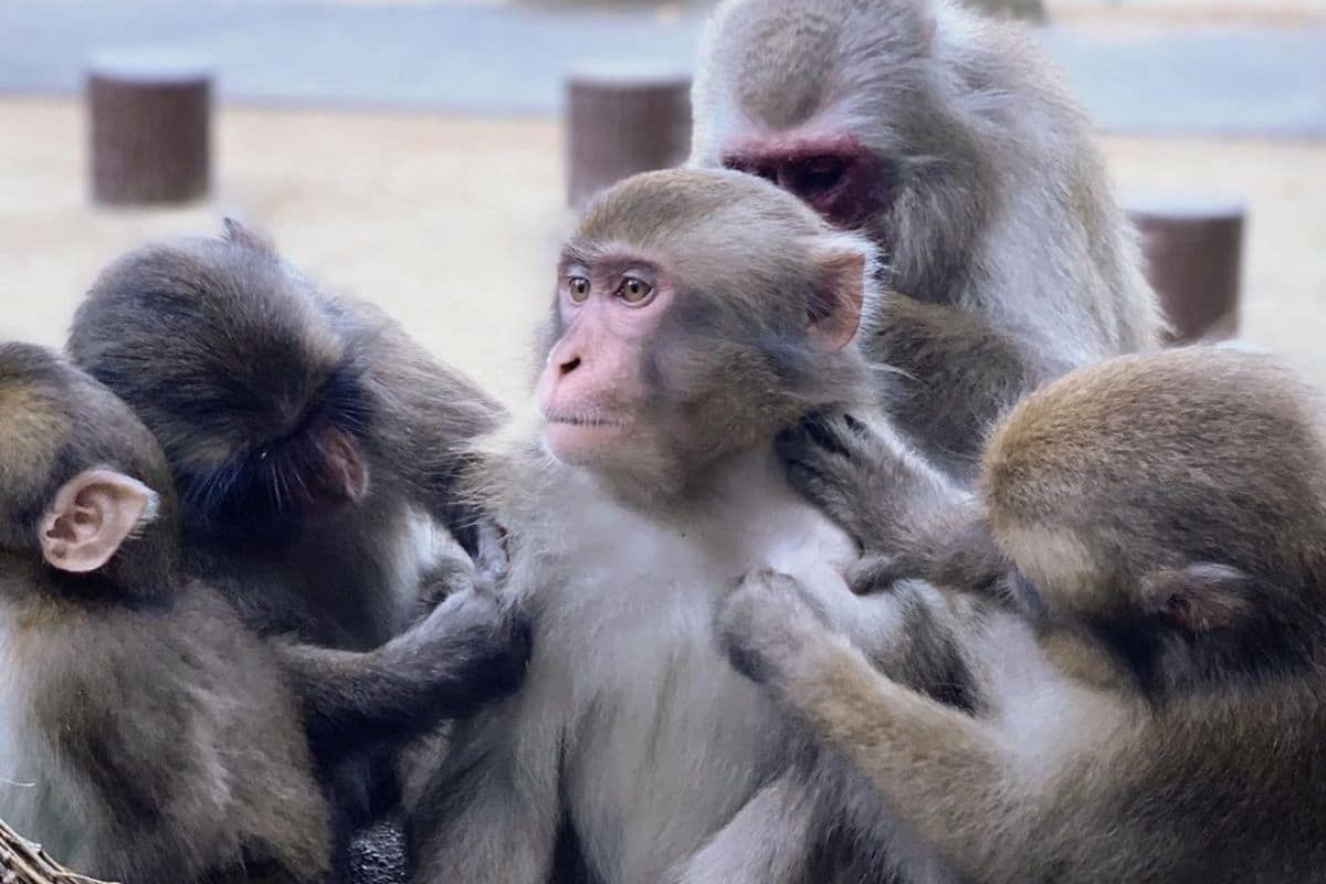 Yakei: la hembra alfa de los macacos en Japón que podría perder su reinado en la temporada de apareamiento. Noticias en tiempo real