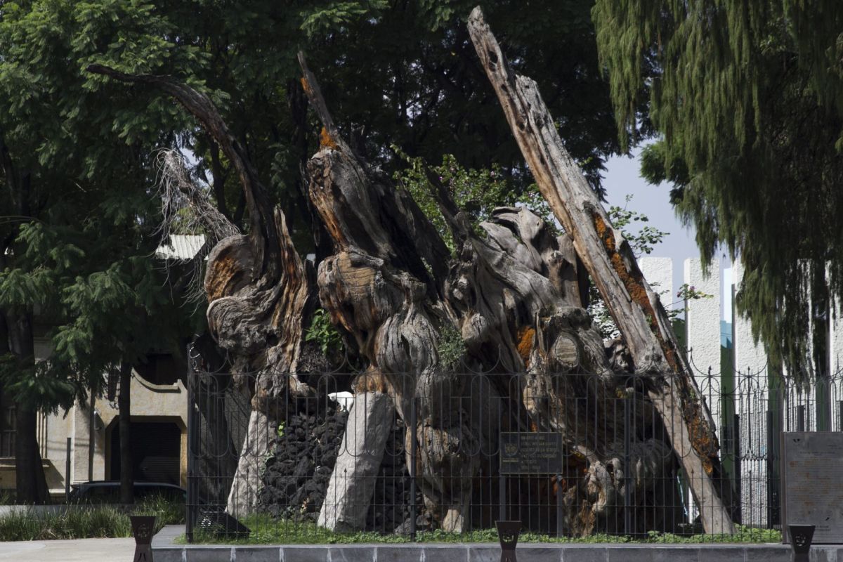 Foto: Cuartoscuro | Hace 42 años “el árbol de la noche” triste vivió su segundo y más fatídico incendio