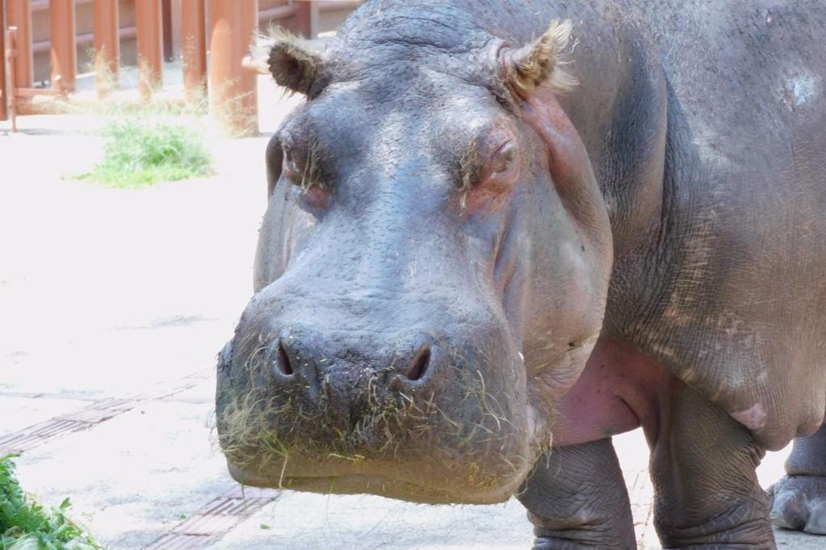 Foto: @SEDEMA_CDMX | La hipopótamo Inés falleció a los 50 años de edad, 20 años más de la esperanza de vida en su especie.