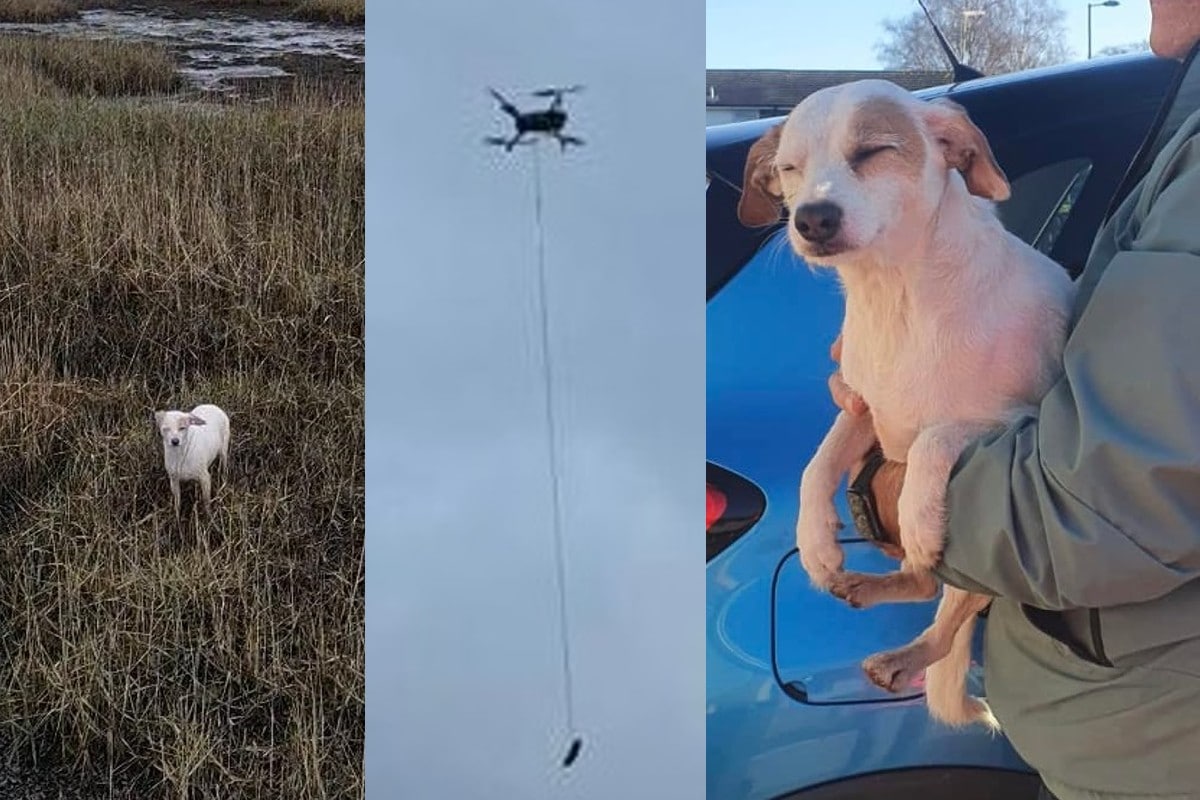Con una salchicha atada en un dron, rescataron a un perrito de hundirse en una zona pantanosa. Noticias en tiempo real