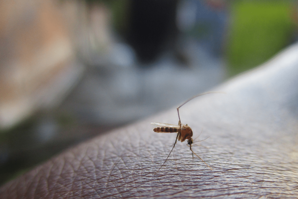 Foto: Pixabay | Se detecta el primer caso de ‘coronadengue’, tener dengue y covid al mismo tiempo