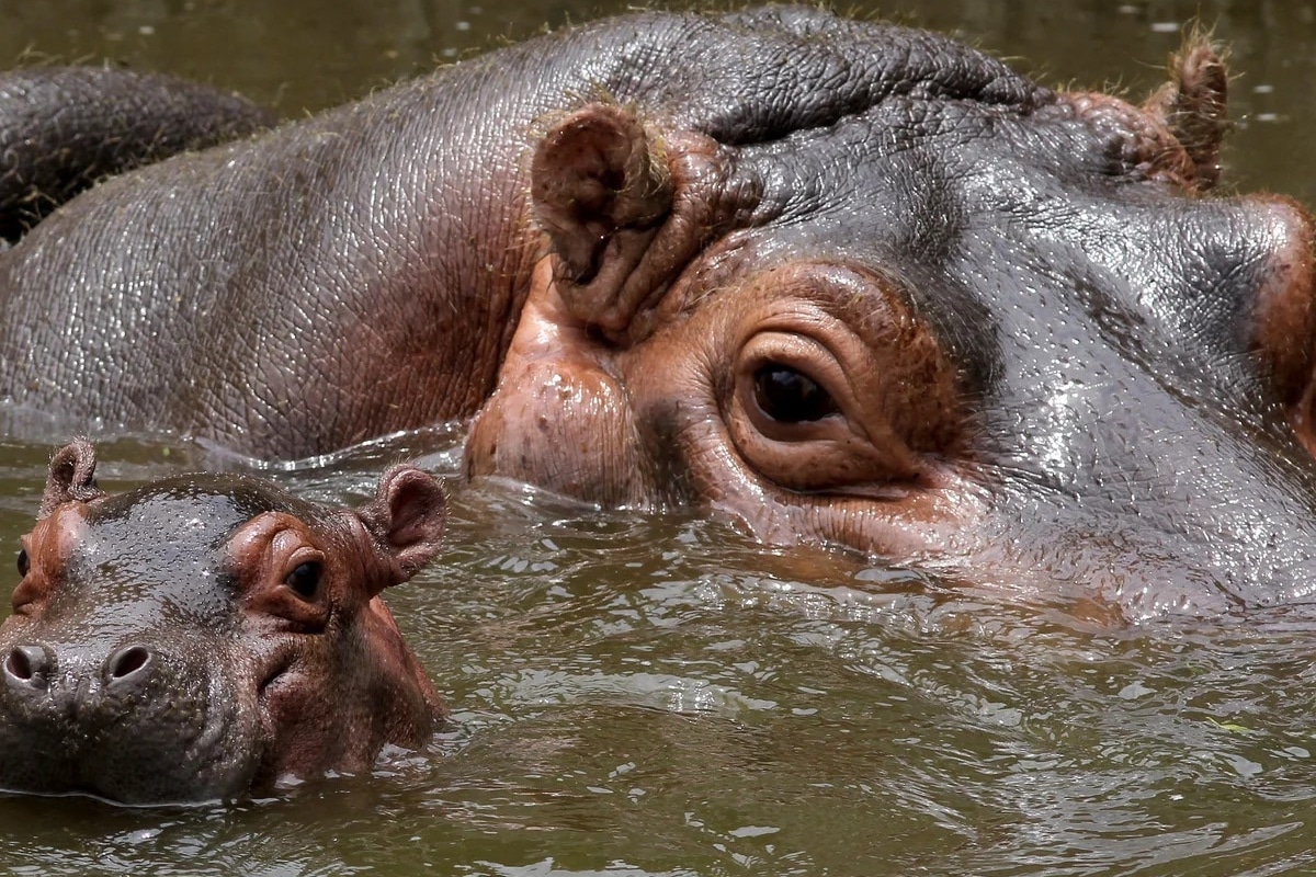 Cazar hipopótamos, “opción necesaria” para controlar legado de Pablo Escobar