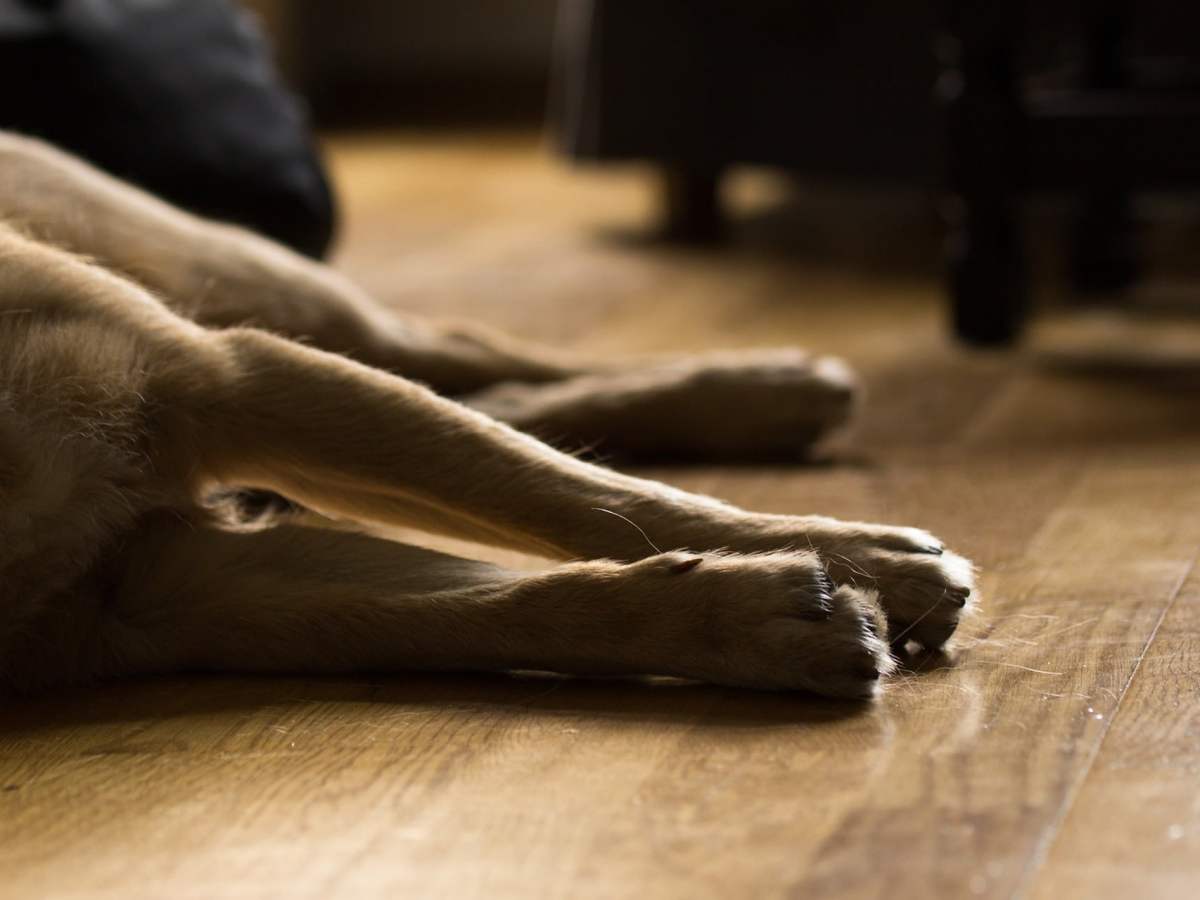 Foto: Pixabay | ¡Los perritos no! Extraño virus ataca a caninos