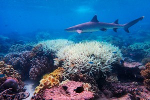 ONU considera clasificar la Gran Barrera de Coral como "en peligro"