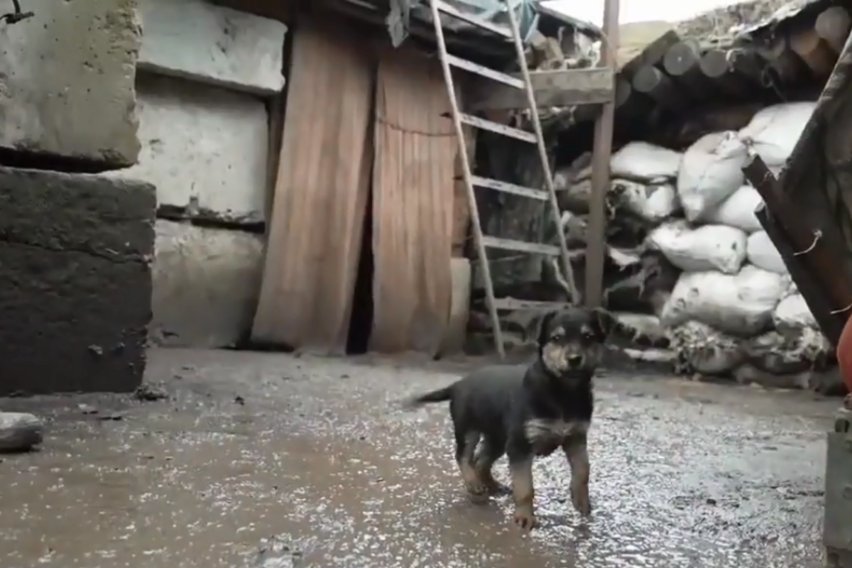 Foto: Twitter/ @ScooterCasterNY | “Rambo” el cachorrito que los soldados ucranianos han adoptado 