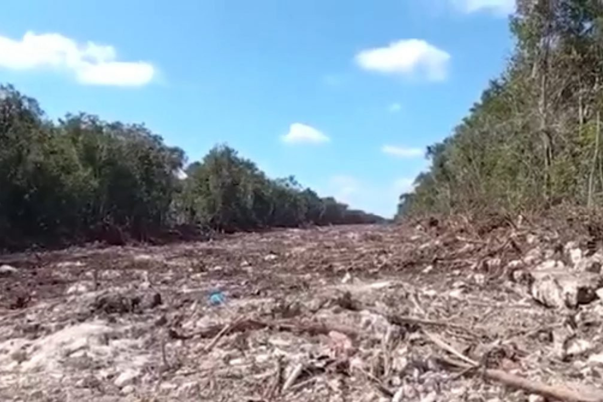 Foto: Quadratin | Nuevo trazo del Tren Maya arrasaría con más de 8 millones de árboles