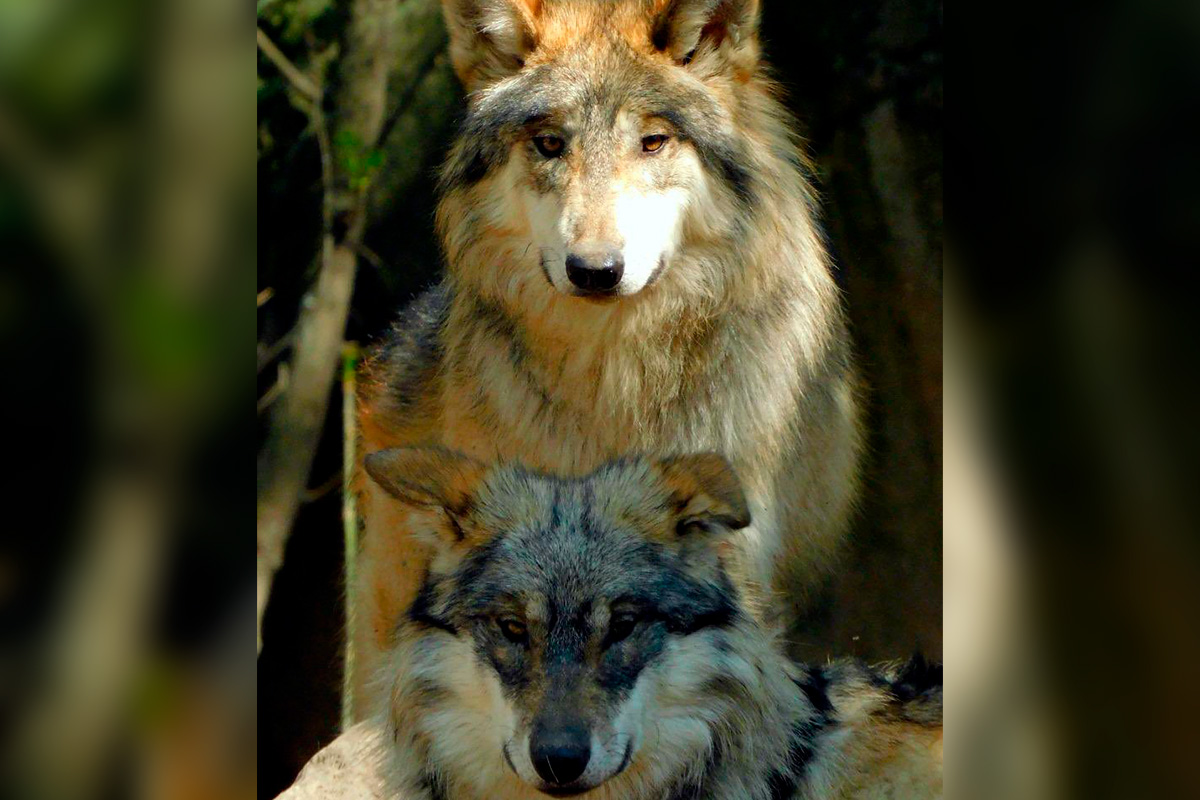 Fallecen 2 lobos mexicanos en el zoológico de Chapultepec 