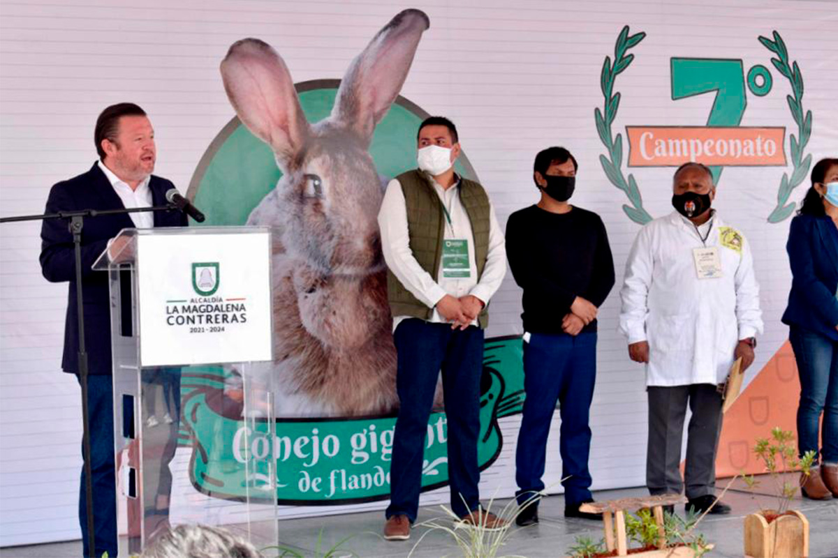 Inauguran 7º Campeonato del Conejo de Flandes en Magdalena Contreras