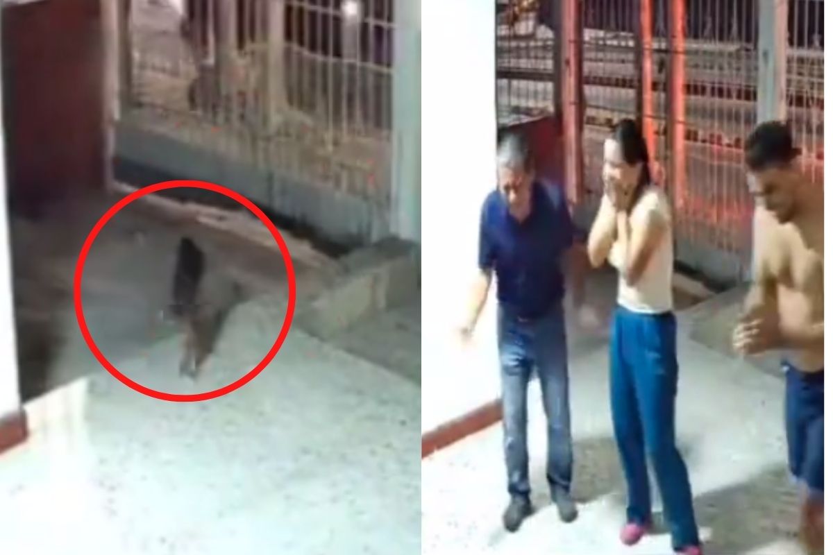 Foto:Captura de pantalla|Video: Perrito extraviado vuelve a casa… su familia lo celebra