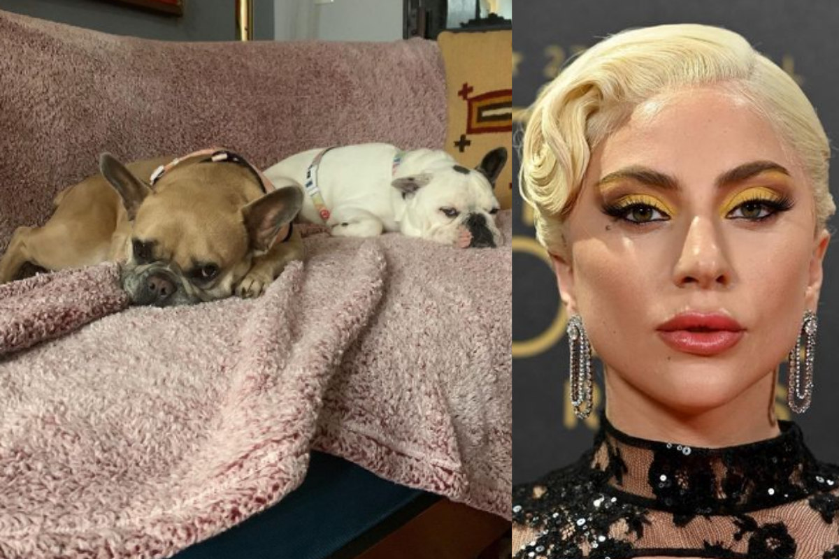 Condenan a un segundo hombre acusado de robar dos bulldogs franceses de Lady Gaga, este jueves en EU, luego de admitir su participación