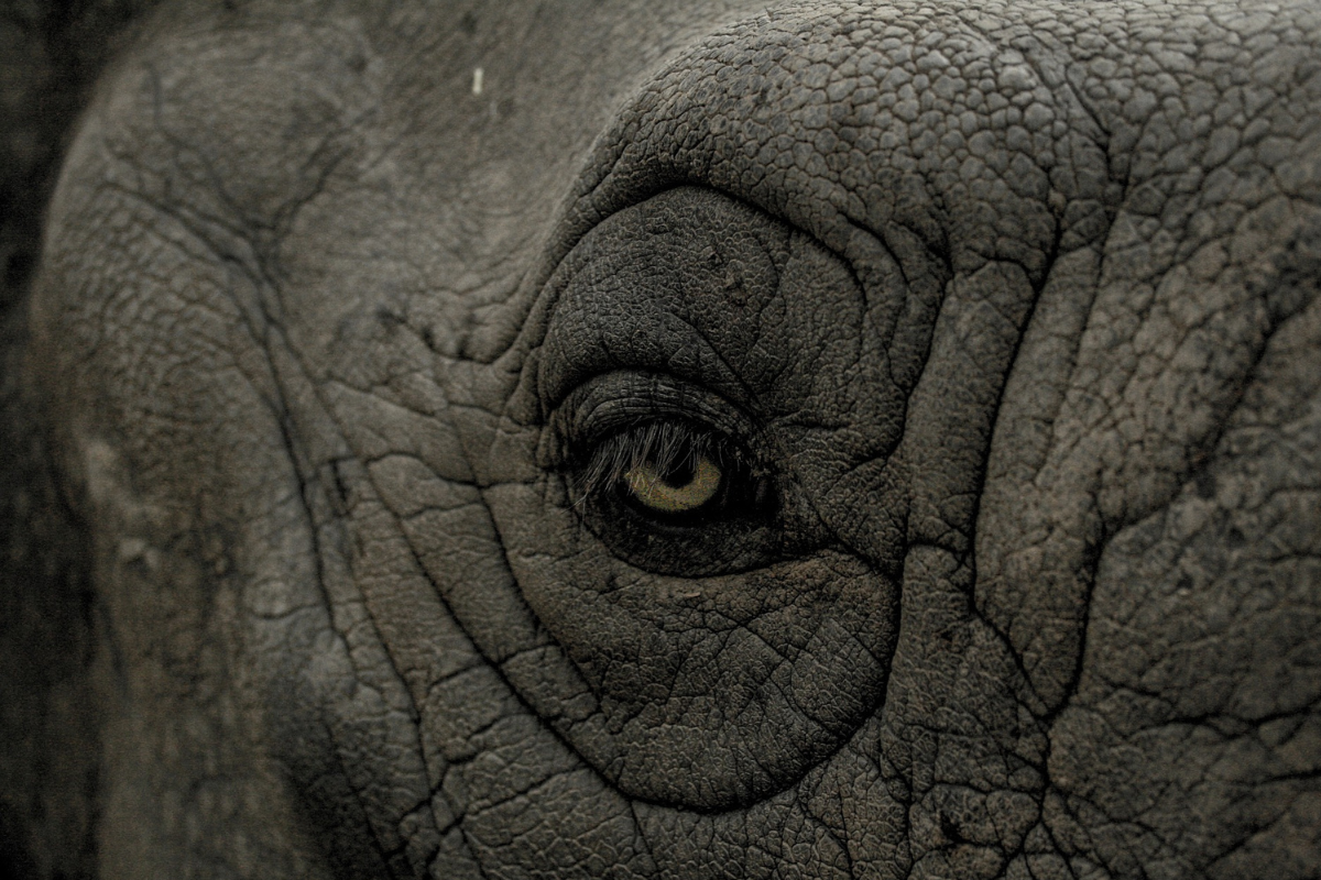 Foto: Pixabay | Un elefante pisotea a investigador hasta la muerte
