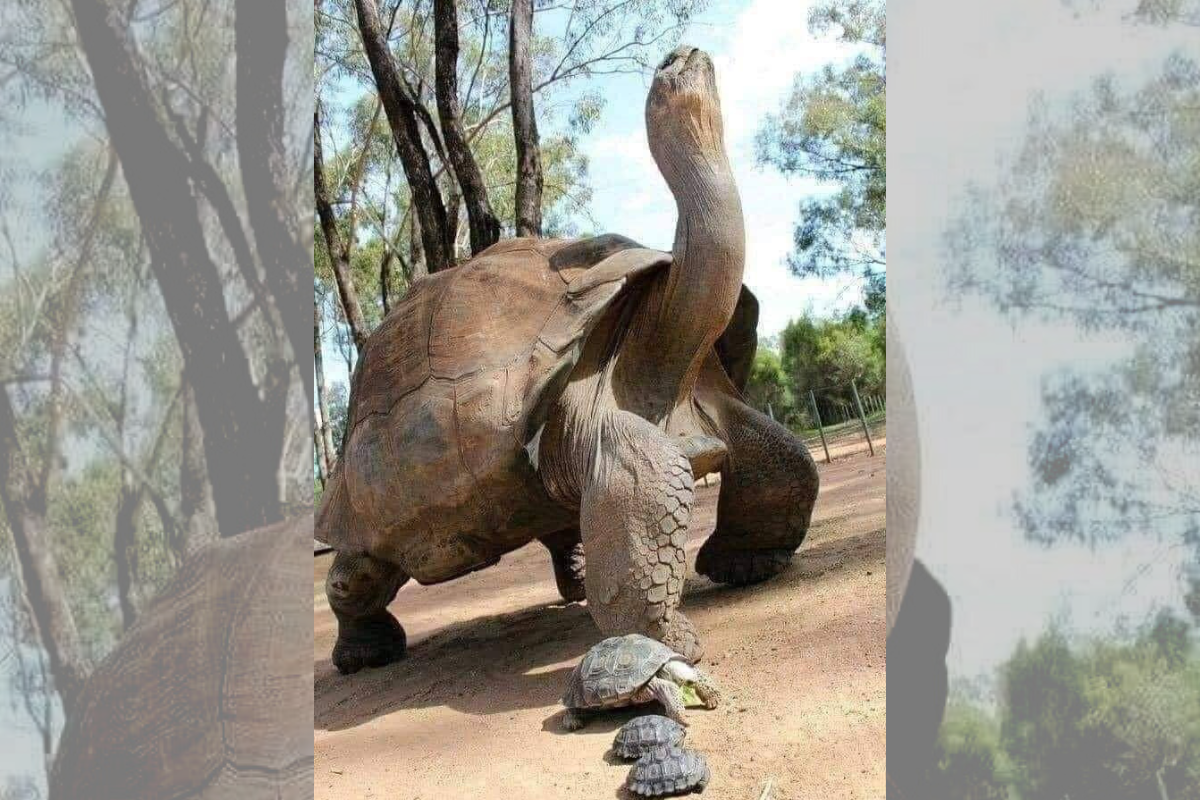 Foto: Twitter/ @Naturalezaymas | Conoce a Jonathan, el animal terrestre más viejo del mundo