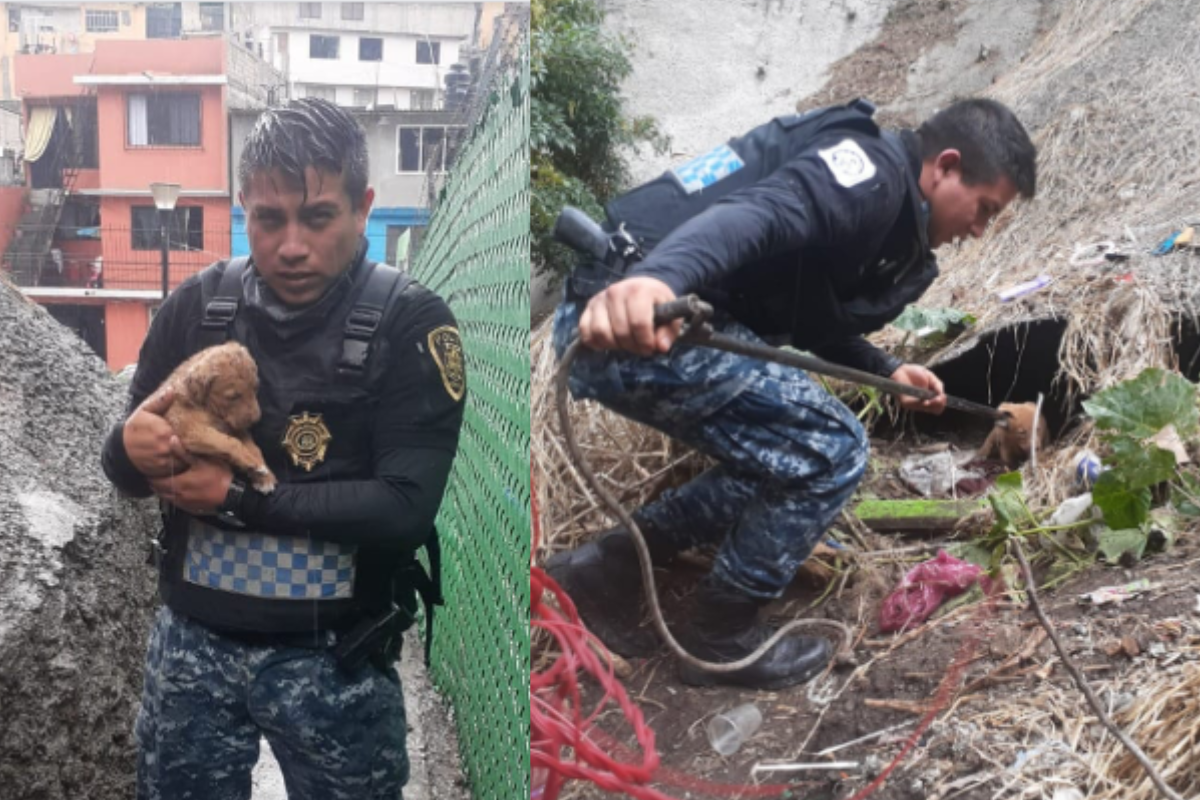 Foto: SCC | Policías rescatan un lomito atrapado en una barranca en Álvaro Obregón
