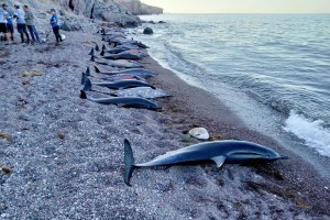 PROFEPA investiga muerte de 33 delfines en La Paz, BC. Noticias en tiempo real