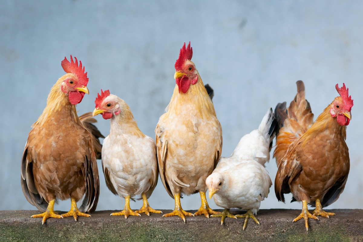 Foto: Pixabay |¿Pollos precoces?, estos animales han crecido un 364% en las últimas décadas