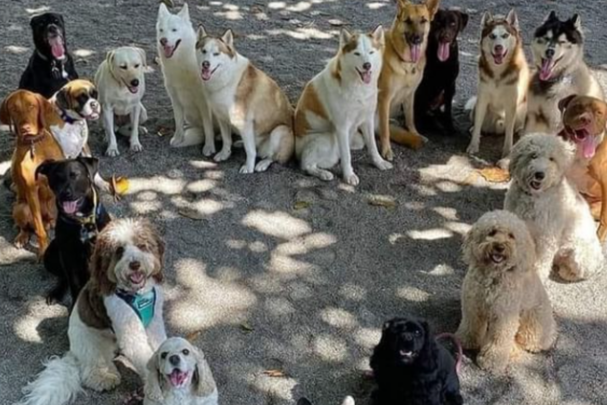 Foto: Instagram/ fmanuelrozadacuellar |Piden apoyo para 2 mil perros y gatos, pretenden robar la herencia que dejó su cuidador