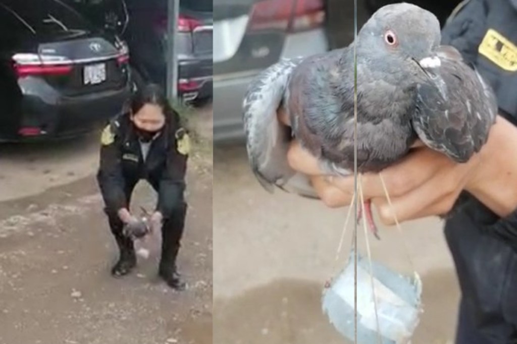 Una paloma “narcotraficante” fue detenida cuando intentaba ingresar marihuana a una cárcel de Perú