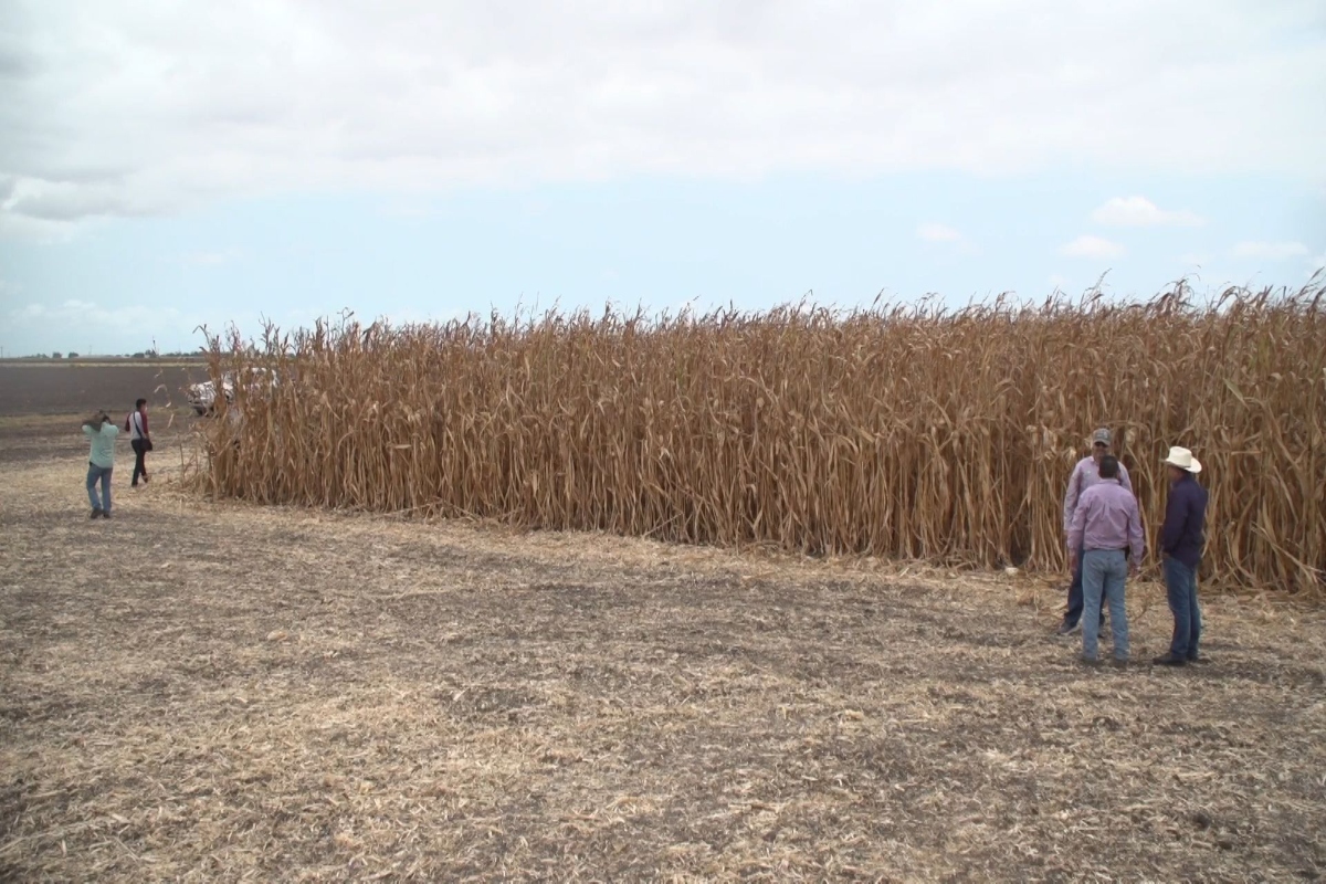 El Gobierno quiere garantizar el abasto de maíz blanco a más de 22 millones de personas