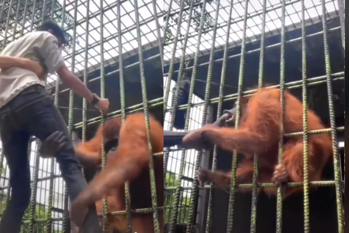 Captura de pantalla|¡Terror! Influencer es atacado por un orangután tras querer hacerse viral