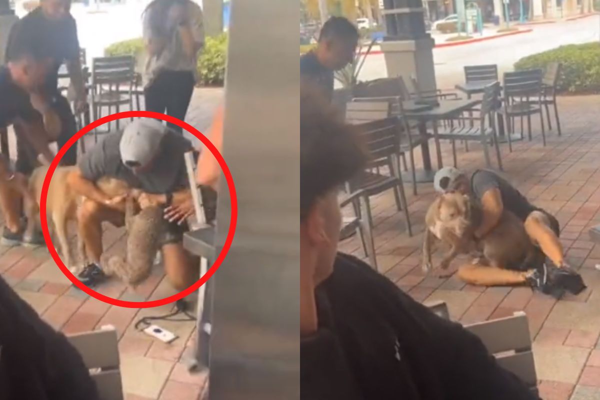 Foto:Captura de pantalla|“Raza maldita” Pitbull ataca a cachorro en restaurante; genera polémica