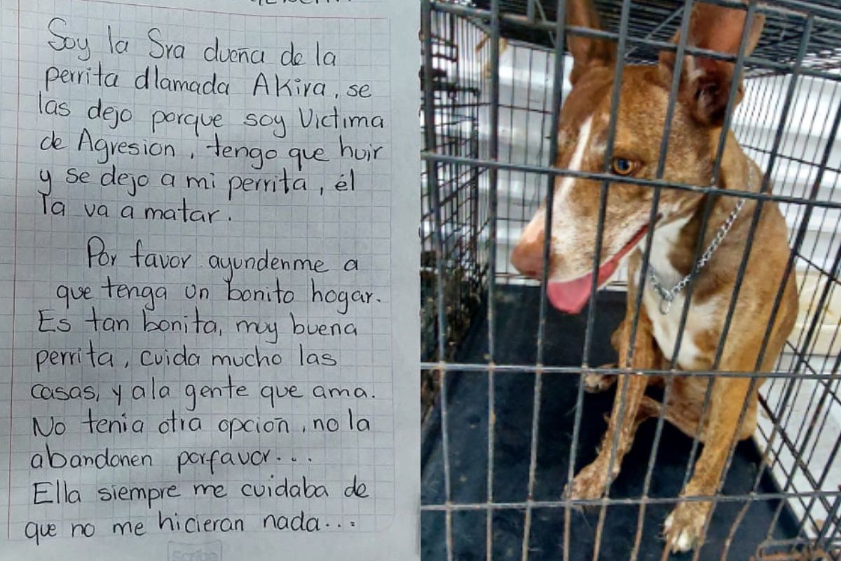 Foto: Facebook Jokebed Prado Martínez|"Él la va a matar" Mujer víctima de agresión abandona a su perrita con carta