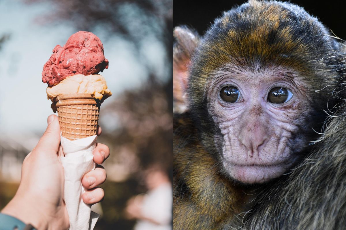Foto:Pixabay|Un zoológico da helados a los animales para soportar el calor