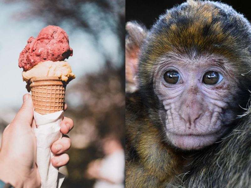 Foto:Pixabay|Un zoológico da helados a los animales para soportar el calor