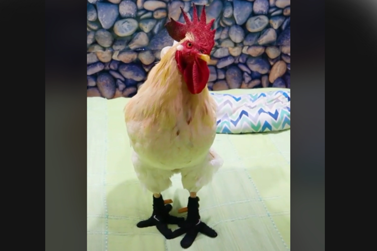 Lino el gallo que usa "botas" para cubrir sus patas