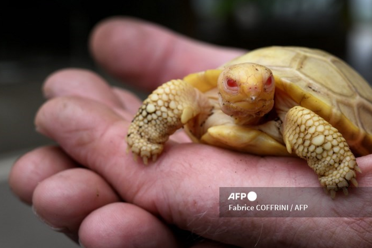 Nace primera tortuga gigante de Galápagos albina.