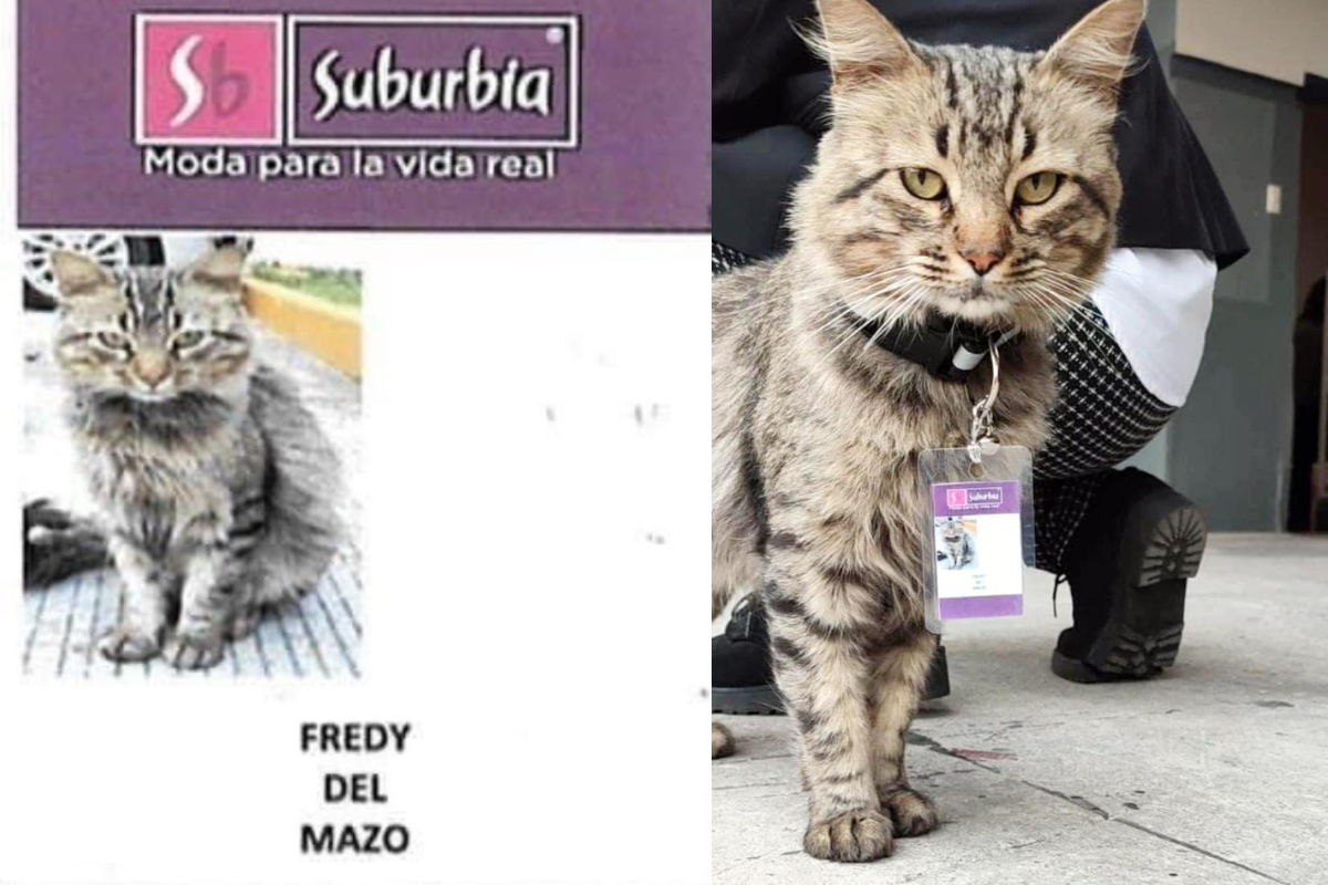 Foto: Twitter/ @WallyEstradaM | Fredy del Mazo, el gatito que un Suburbia de Toluca ha contratado