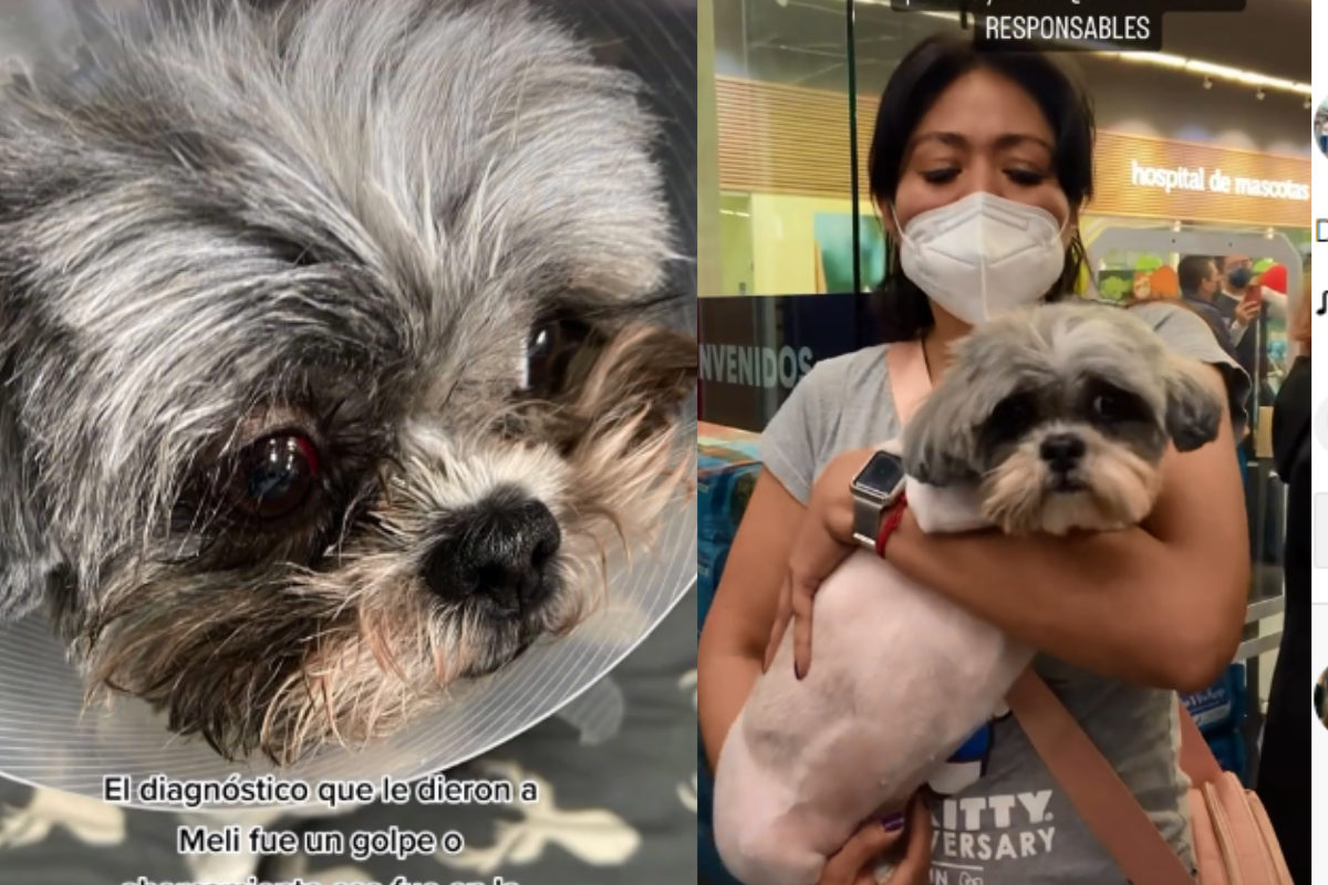 Foto: TikTok/ @sisleyjoyce | Mujer denuncia que Petco le cortó el ojo a su perrita, el diagnóstico final arroja ahorcamiento