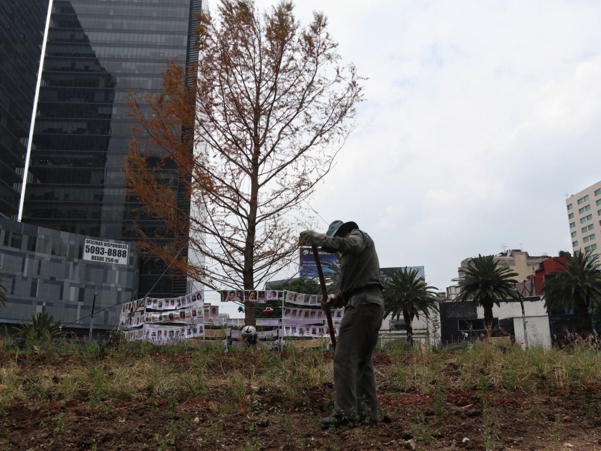 Foto: Cuartoscuro | Ahuehuete de Paseo de la Reforma “no está seco”: Sheinbaum 