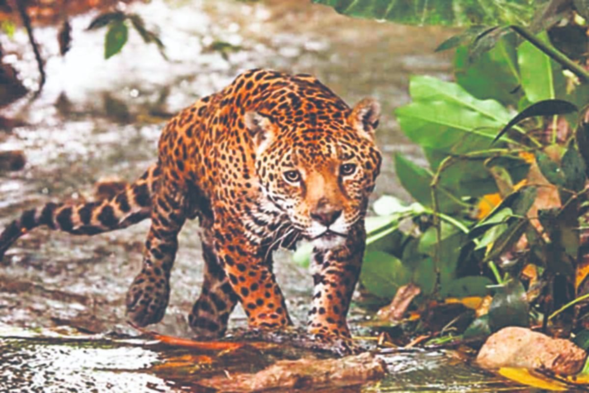 zona del jaguar