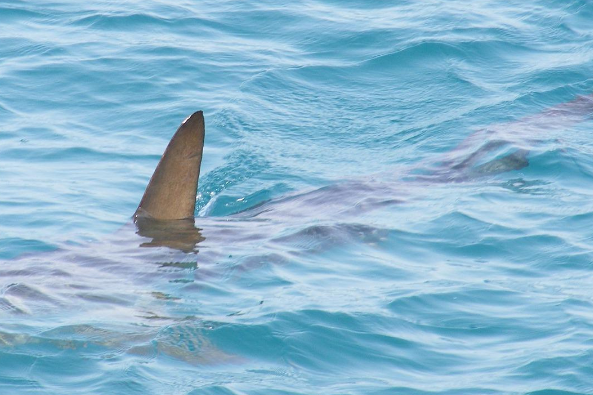 Foto: Pixabay | Dos turistas europeas muertas en ataque de tiburón en Egipto