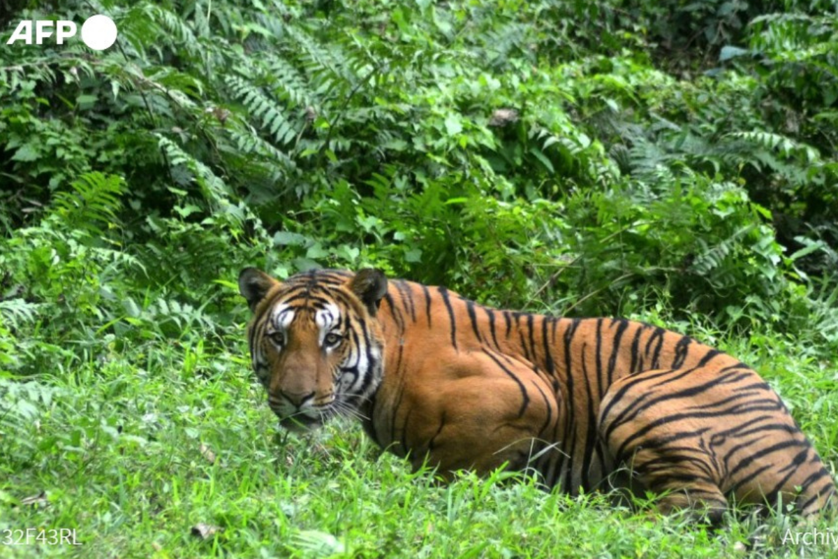 Foto: Twitter/ @AFPespanol | Hay un 40% más de tigres salvajes de lo que se estimaba (UICN)