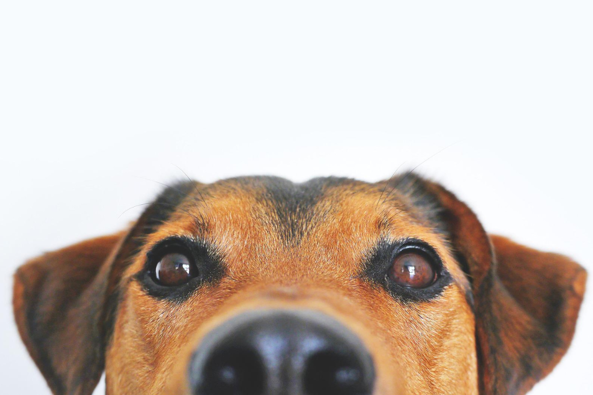 Foto: Pixabay | ¡Hoy es el Día Mundial del Perro! Te dejamos los mejores videos de lomitos y algunos puntos a considerar