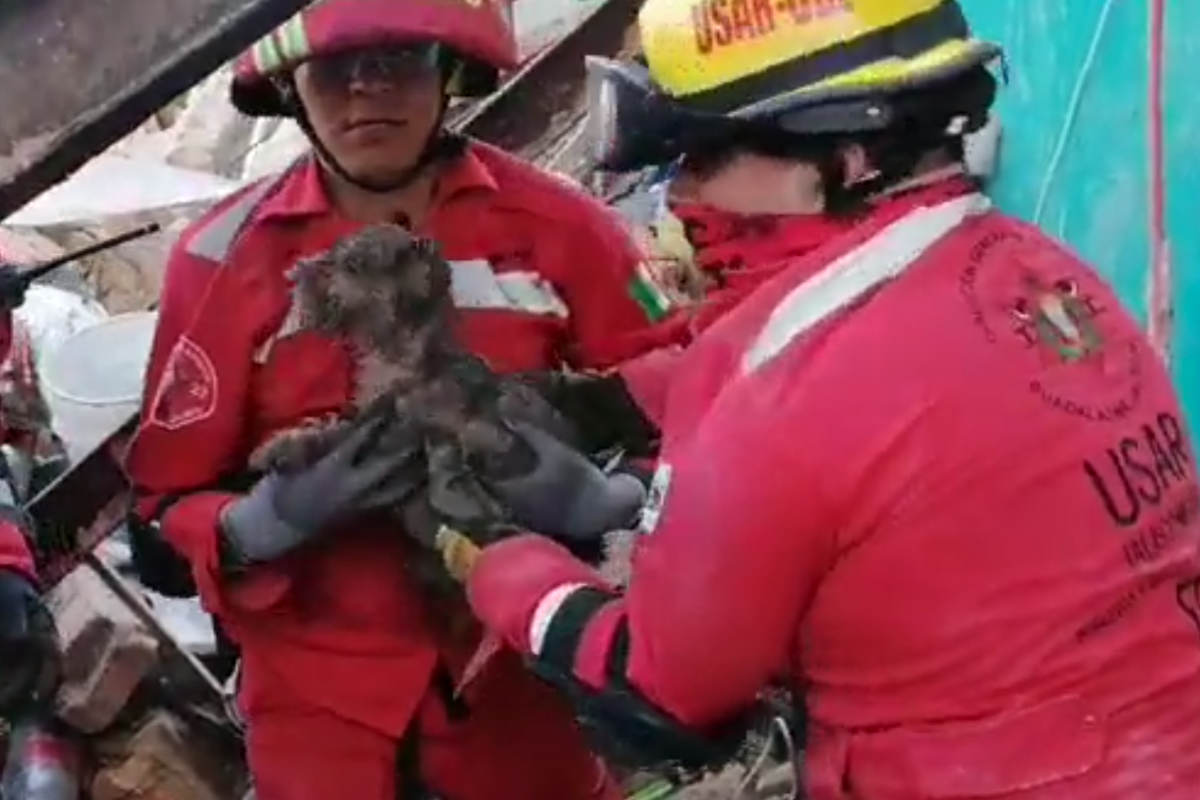 Foto: Twitter/ @Eloy_Arellano | Tras explosión en Jalisco rescatan a “Lobita” perrita que quedo debajo de los escombros
