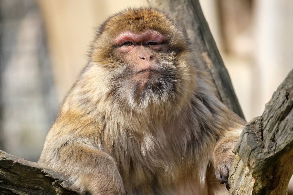 Foto: Pixabay | Una ciudad al Oeste de Japón vive una ola de ataques en serie por parte de ¡macacos! 
