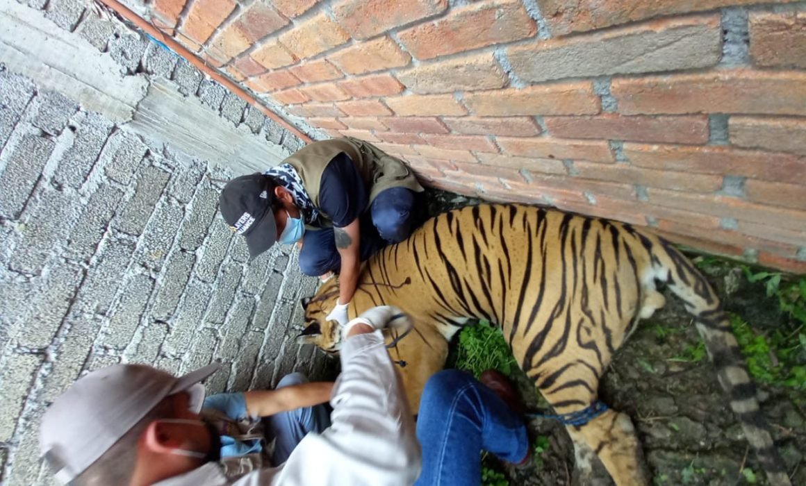 Foto: Quadratin | Tras encontrar a hombre asesinado y tigre de bengala baleado la Fiscalía de Michoacán abre investigación
