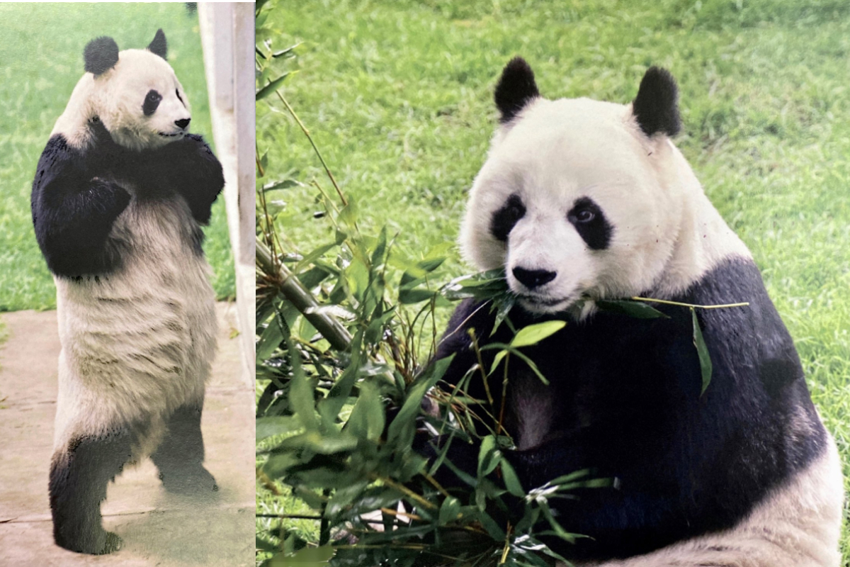 Fallece Shuan Shuan, la panda más longeva de México.
