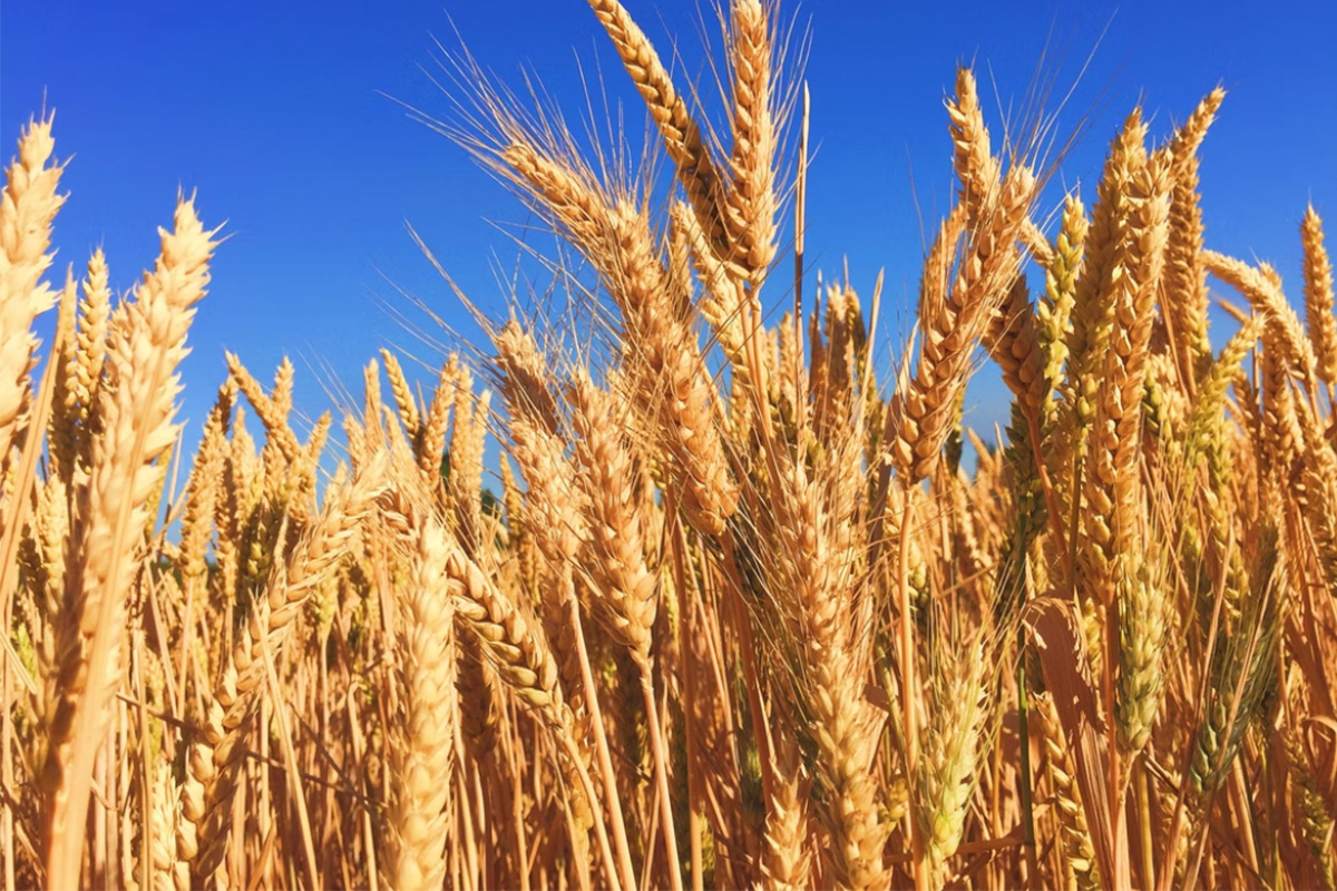 ¿Está la humanidad en peligro de hambruna por falta de trigo?