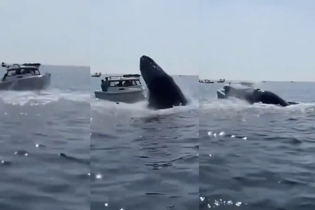 Una ballena jorobada impactó contra un bote en Massachussets debido al gran salto que realizó