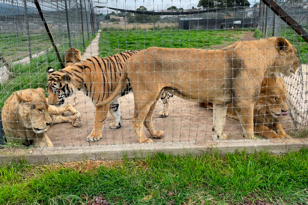 Llevan a los primeros felinos rescatados del santuario Black Jaguar-White Tiger a Chapultepec
