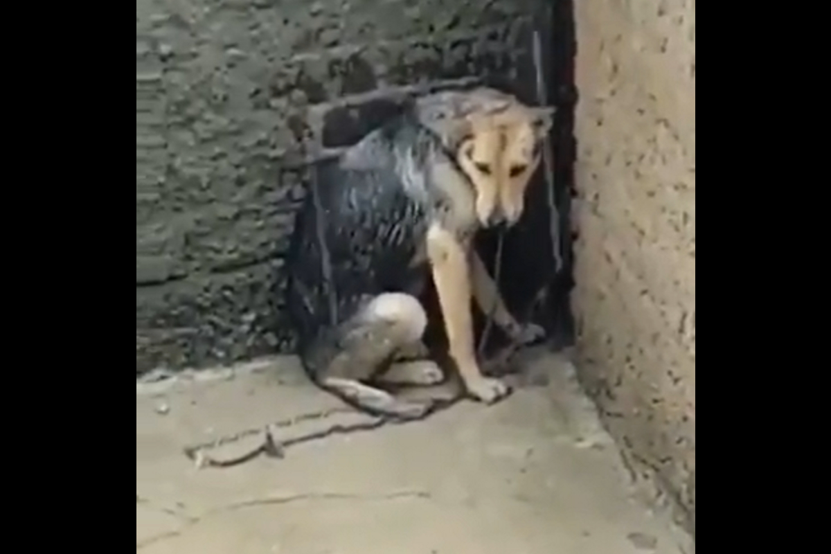 Denuncian en Tlalnepantla maltrato animal en una perrita que se encuentra en condiciones deplorables